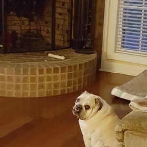 Meet your Posher, Willie